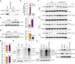 Estrogen Receptor alpha Antibody in Western Blot, Immunoprecipitation (WB, IP)