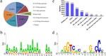 Estrogen Receptor alpha Antibody in ChIP Assay (ChIP)