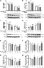 Claudin 3 Antibody in Western Blot (WB)