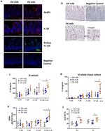 IL-1 beta Antibody in Immunohistochemistry (IHC)