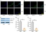 MMP8 Antibody in Western Blot, Immunocytochemistry (WB, ICC/IF)