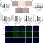 VEGF Antibody in Western Blot (WB)