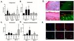 NAMPT Antibody in Immunocytochemistry, Immunohistochemistry (ICC/IF, IHC)