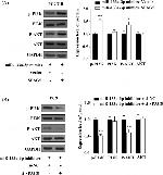 PI3K p85 alpha Antibody in Western Blot (WB)