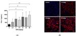 TIM-1 Antibody in Immunohistochemistry (IHC)