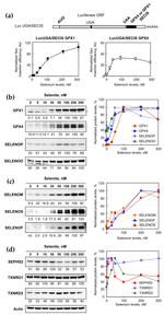 TrxR1 Antibody in Western Blot (WB)