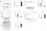 DMP1 Antibody in Western Blot (WB)