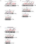 BRCA1 Antibody in Immunoprecipitation (IP)