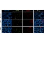 MYOD Antibody in Immunocytochemistry (ICC/IF)