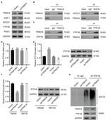 MID1 Antibody in Immunoprecipitation (IP)