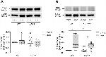 COX1 Antibody in Western Blot (WB)