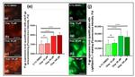 P-Glycoprotein Antibody in Immunocytochemistry (ICC/IF)