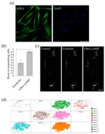 PKA alpha Antibody in Immunocytochemistry (ICC/IF)