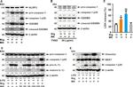 GSDMD Antibody in Western Blot (WB)