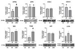 COX4 Antibody in Western Blot (WB)