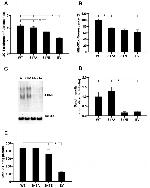 4-Hydroxynonenal Antibody in Western Blot (WB)