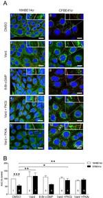 ZO-1 Antibody in Immunocytochemistry (ICC/IF)