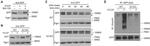 Ubiquitin Antibody in Western Blot (WB)