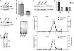 GAPDH Antibody in Western Blot (WB)