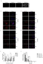 Phospho-Histone H2A.X (Ser139) Antibody in Immunocytochemistry (ICC/IF)