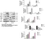 Actin Antibody in Western Blot (WB)