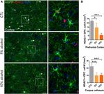 HDAC1 Antibody in Immunohistochemistry - Free Floating (IHC (Free))