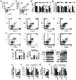 PCNA Antibody in Western Blot (WB)