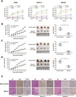 PCNA Antibody in Immunohistochemistry (IHC)