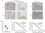 KID Antibody in Immunohistochemistry (IHC)