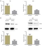 KID Antibody in Western Blot (WB)