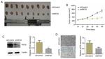 KID Antibody in Western Blot, Immunohistochemistry (WB, IHC)