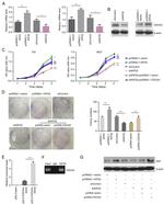 KID Antibody in ChIP Assay (ChIP)