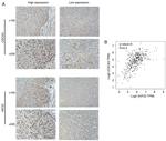 KID Antibody in Immunohistochemistry (IHC)