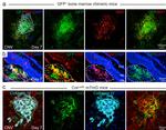 VWF Antibody in Immunohistochemistry (IHC)