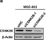 Mouse IgG (H+L) Secondary Antibody in Western Blot (WB)