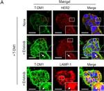 Mouse IgG (H+L) Highly Cross-Adsorbed Secondary Antibody in Immunocytochemistry (ICC/IF)