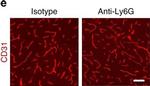 Goat IgG (H+L) Cross-Adsorbed Secondary Antibody in Immunohistochemistry (Frozen) (IHC (F))