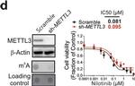 Goat IgG (H+L) Secondary Antibody in Western Blot (WB)