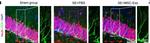 Goat IgG (H+L) Cross-Adsorbed Secondary Antibody in Immunohistochemistry (IHC)