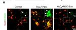 Goat IgG (H+L) Cross-Adsorbed Secondary Antibody in Immunohistochemistry (IHC)