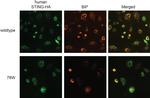 Rabbit IgG (H+L) Highly Cross-Adsorbed Secondary Antibody in Immunocytochemistry (ICC/IF)