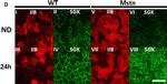 Mouse IgM (Heavy chain) Cross-Adsorbed Secondary Antibody in Immunohistochemistry (Frozen) (IHC (F))