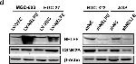 Mouse IgG (H+L) Secondary Antibody in Western Blot (WB)