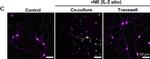 Rabbit IgG (H+L) Highly Cross-Adsorbed Secondary Antibody in Immunocytochemistry (ICC/IF)