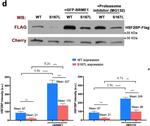 Mouse IgG (H+L) Secondary Antibody in Western Blot (WB)