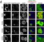 Mouse IgG (H+L) Highly Cross-Adsorbed Secondary Antibody in Immunohistochemistry (IHC)