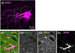 Mouse IgG3 Cross-Adsorbed Secondary Antibody in Immunohistochemistry (IHC)