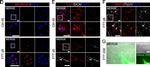 Goat IgG (H+L) Cross-Adsorbed Secondary Antibody in Immunocytochemistry (ICC/IF)