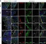 Goat IgG (H+L) Cross-Adsorbed Secondary Antibody in Immunohistochemistry (IHC)