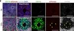 Goat IgG (H+L) Cross-Adsorbed Secondary Antibody in Immunohistochemistry (IHC)